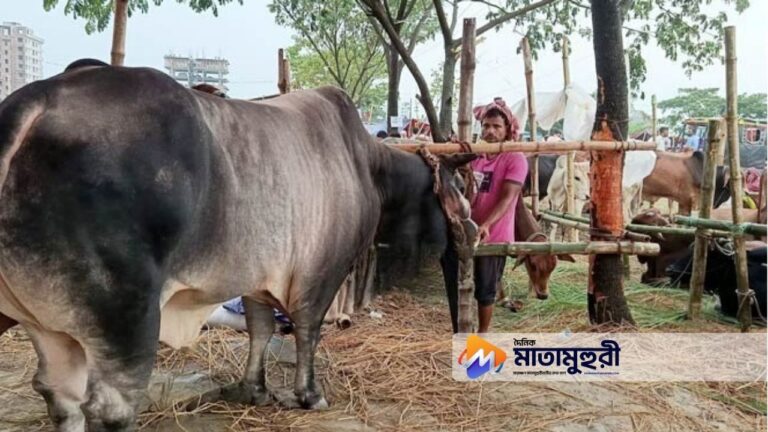 Doinik Matamuhuri Features Image For Website 20260526 190741 0000 | Doinik Matamuhuri | দৈনিক মাতামুহুরী